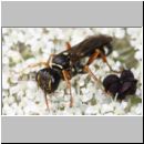 Mellinus crabroneus - Grabwespe w08 11mm - OS-Wallenhorst Sandgrube.jpg